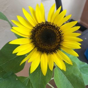 Meet your Posher, Mirla